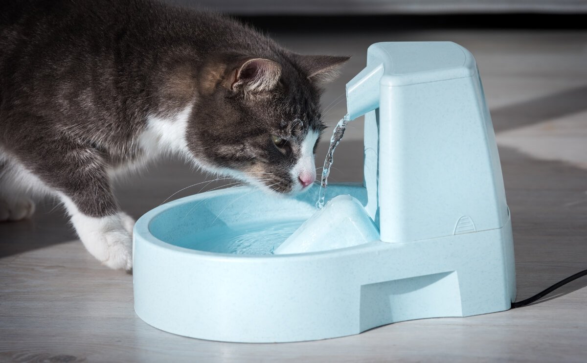 Agua y Mascotas: Por Qué la Calidad del Agua También Importa para tus Animales