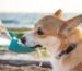 Agua y Mascotas: Por Qué la Calidad del Agua También Importa para tus Animales