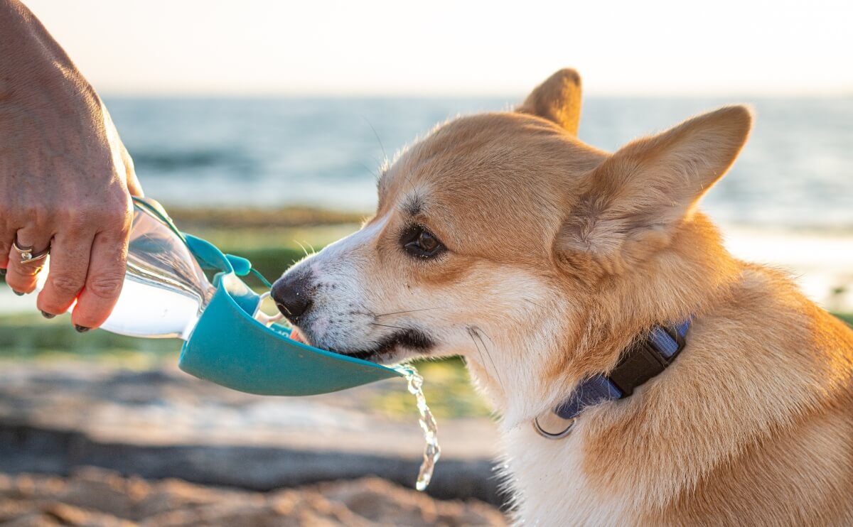 Agua y Mascotas: Por Qué la Calidad del Agua También Importa para tus Animales