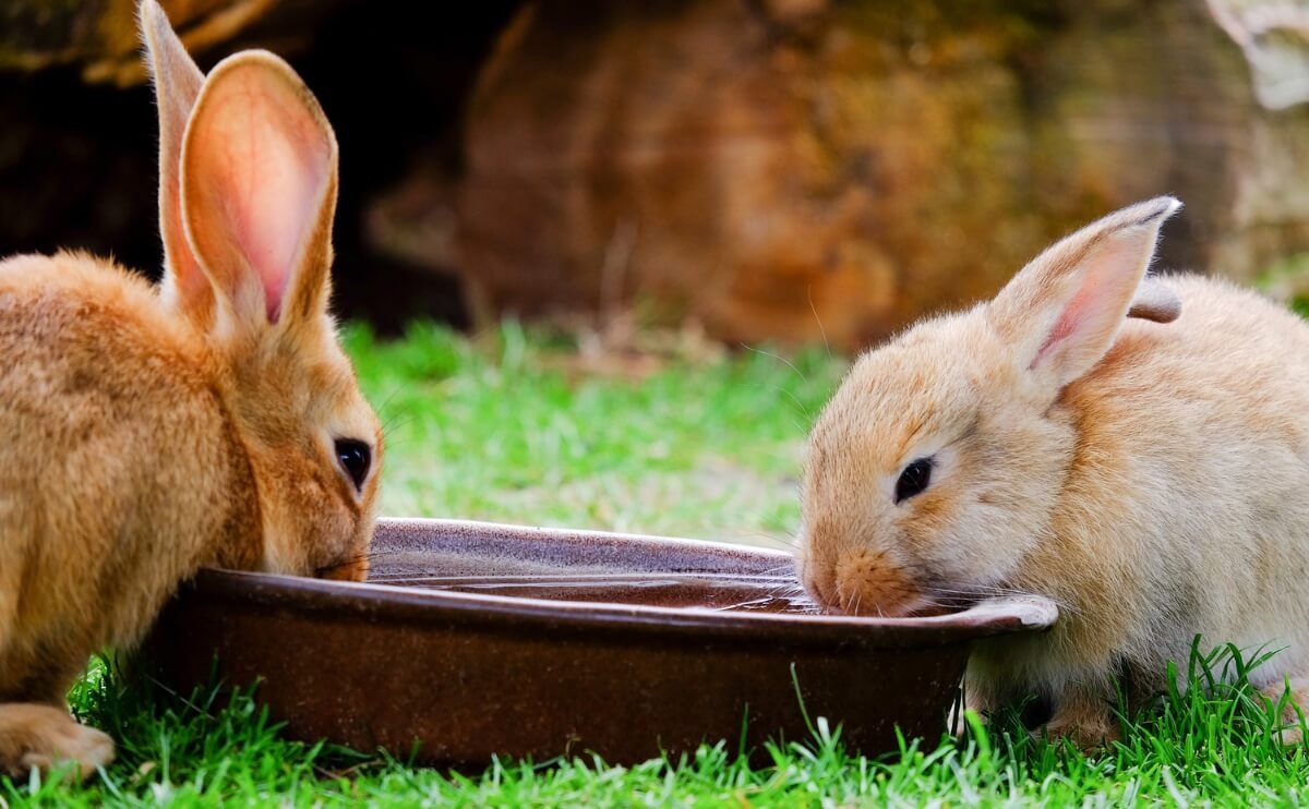 Agua y Mascotas: Por Qué la Calidad del Agua También Importa para tus Animales
